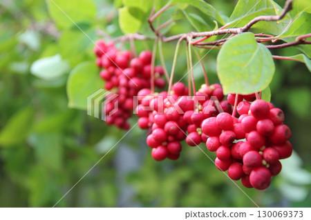 Red fruits of schisandra growing on branch in row. Schizandra on liana in garden Red fruits of schisandra growing on branch in row. Schizandra on liana in garden 130069373