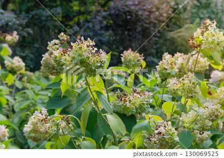 Dry Hydrangea grows in park in autumn. Sunny day. Blossom Hydrangea is growing in cottage garden. 130069525