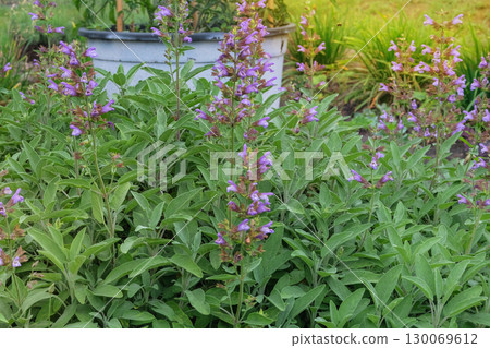 Sage leaves grow in the vegetable garden. Aromatic salvia growing outdoors. Growing spices for further use. Organic vegetables grown in a rural garden. 130069612