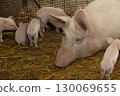 Mother Pig Resting While Her Piglets Explore Their Cozy Barn Environment 130069655