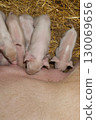 Newborn Piglets Nursing in a Cozy Barn Setting During the Morning Hours 130069656