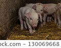Cute Piglets Explore Their Cozy Barn Environment During the Day 130069668