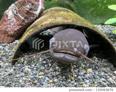 水族館裡的鯰魚 130069676