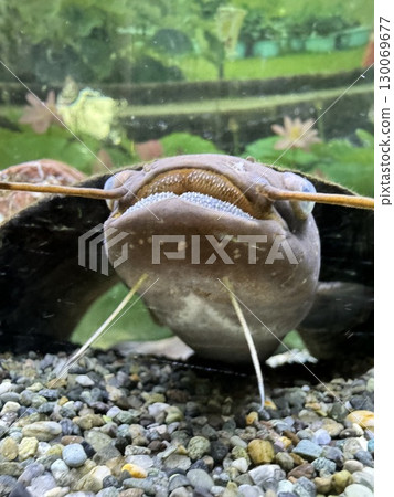 水族館裡的鯰魚 130069677