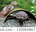 水族館裡的鯰魚 130069867
