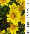 黃花 130069914
