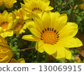 黃花 130069915