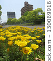 黃色的花朵在花圃中綻放 130069916