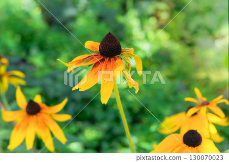 Rudbeckia in cottage garden in autumn. Black eyed susan. Ornamental plant. Orange Rudbeckia is blooming . Sunny day. Rudbeckia in cottage garden in autumn. Black eyed susan. Ornamental plant. Orange Rudbeckia is blooming . Sunny day. 130070023