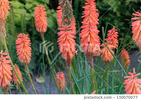 Brightly coloured flowers well above the foliage, in shades of red, orange and yellow. Kniphofia uvaria is grown as garden plants. Cottage garden. Floral decoration. Sunny day. 130070077