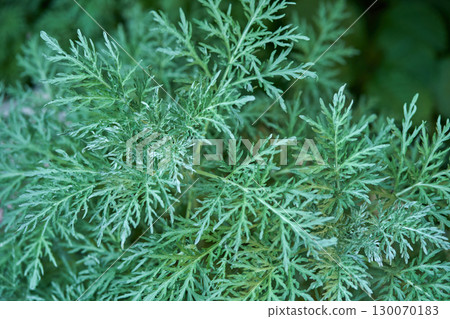 Close up of lush green foliage of artemisia plant with detailed leaves 130070183