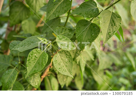 Close up of green leaves with morning dew drops in a lush garden 130070185