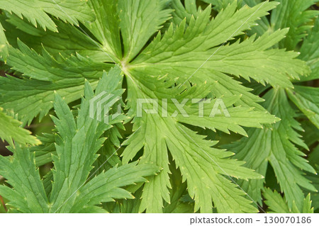 Close up of lush green foliage featuring detailed leaf patterns and textures 130070186