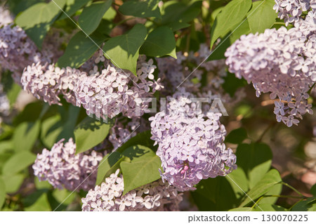 Blooming lilac bush with vibrant purple flowers and lush green leaves 130070225
