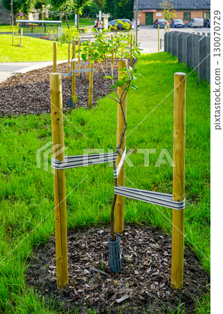 Newly planted tree with wooden supports and protective straps in urban green space Newly planted tree with wooden supports and protective straps in urban green space 130070729