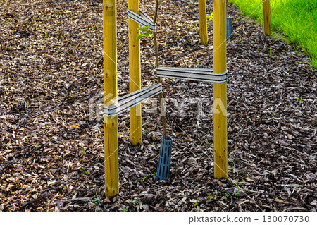 Young tree supported with wooden stakes and straps for growth in landscaped urban area 130070730