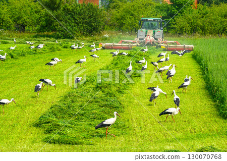 Flock of storks following tractor mowing grass in green field during summer agricultural work Flock of storks following tractor mowing grass in green field during summer agricultural work 130070768