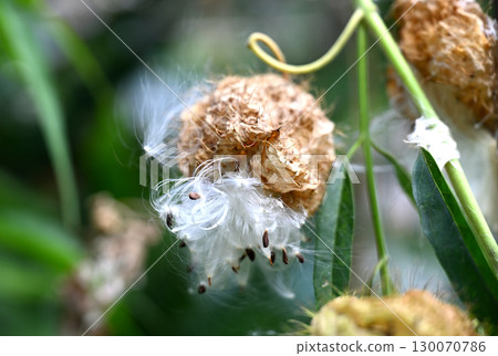 氣球植物準備釋放種子 130070786