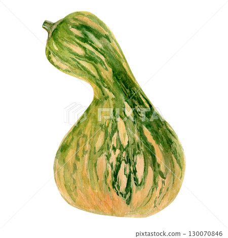 Watercolor hand drawn autumn illustration of an orange-green squash. Cucubrita moschata Watercolor hand drawn autumn illustration of an orange-green squash. Cucubrita moschata 130070846