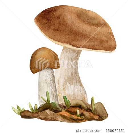 Watercolor hand drawn composition with two mushrooms (big and small) on a piece of earth with moss 130070851
