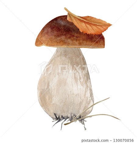 Watercolor hand drawn mushroom with pine needle and birch leave on the mushroom cap.  130070856