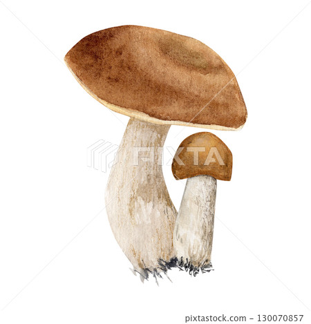 Watercolor hand drawn composition with two mushrooms (big and small).  130070857