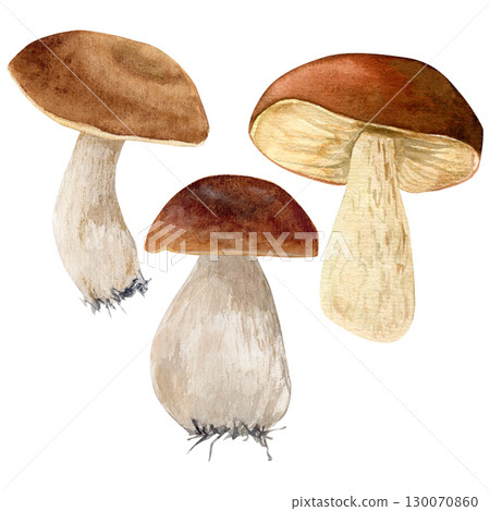 Watecrolor hand drawn set with three different mushrooms. The atrwork captures the natural texture and earthy tones of the mushroom. 130070860