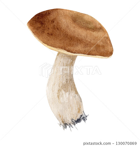 Watecrolor hand drawn white mushroom. The atrwork captures the natural texture and earthy tones of the mushroom. 130070869