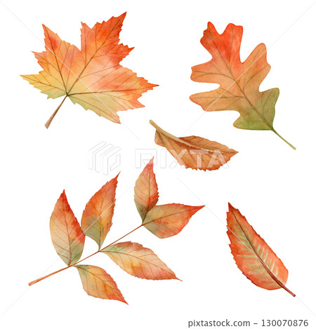 Watercolor hand drawn set with autumn leaves from different trees (plum, oak, birch, ash). leaf fall 130070876
