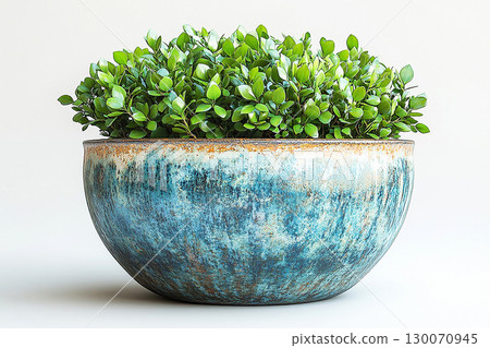 Potted beauty plant. Boxwood bush which is trimmed in the shape of a circle is growing in vintage rural pot with fleshy leaves. 130070945