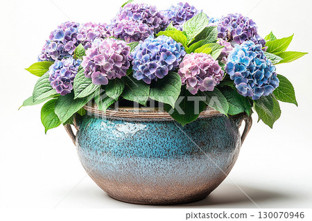 Big Hydrangea bush in rustic pot with fleshy leaves and pink flowers on a white background. Big Hydrangea bush in rustic pot with fleshy leaves and pink flowers on a white background. 130070946