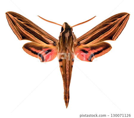 Isolated view of a Sphingidae hawkmoth showcasing its striking patterns and colors. The moth's wings are outstretched, emphasizing its unique anatomy and beauty. Isolated view of a Sphingidae hawkmoth showcasing its striking patterns and colors. The moth's wings are outstretched, emphasizing its unique anatomy and beauty. 130071126