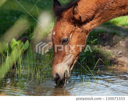 close up portrait of little bay Hanoverian foal drinking water from river close up portrait of little bay Hanoverian foal drinking water from river 130071333