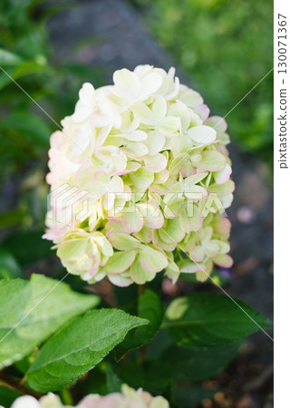 Young blooming Bonfire hydrangea in summer garden 130071367