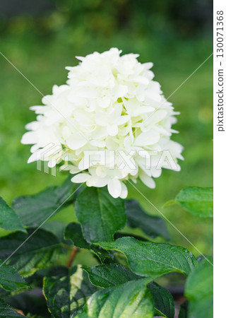 White Hydrangea Skyfall with Long Soft Petals White Hydrangea Skyfall with Long Soft Petals 130071368