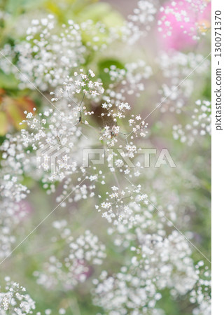 White Gypsophila Flowers in Bloom White Gypsophila Flowers in Bloom 130071370