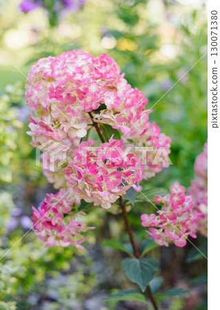 Cluster of Framboisine Hydrangea with Pink Tint 130071380