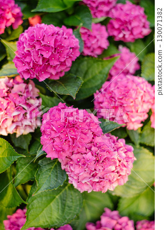 Pink Bigleaf Hydrangea Blossoming Among Lush Green Leaves 130071382