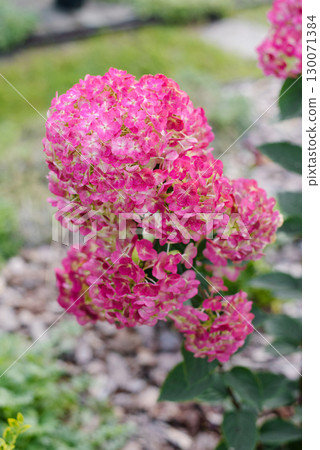 Early Pink Hydrangea Framboisine in Garden Landscape Early Pink Hydrangea Framboisine in Garden Landscape 130071384