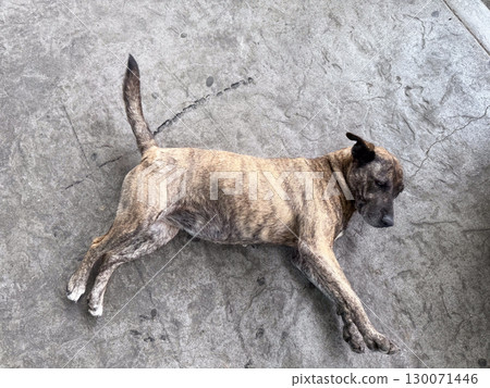 Stray dog resting on concrete ground. Animal welfare, urban life and outdoor resilience in city environment. Stray dog resting on concrete ground. Animal welfare, urban life and outdoor resilience in city environment. 130071446