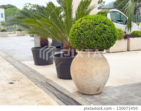 Potted greenery decoration outdoors. Urban landscaping, nature aesthetics and architectural detail in city environment. 130071450