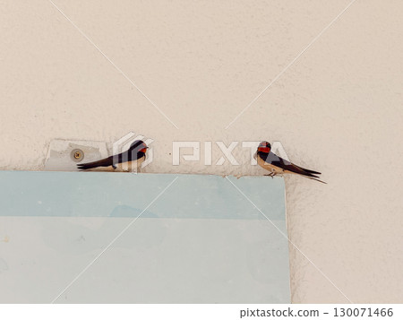 Two swallows resting on a wall with light background. Wildlife, simplicity, and coexistence in the urban environment. Two swallows resting on a wall with light background. Wildlife, simplicity, and coexistence in the urban environment. 130071466