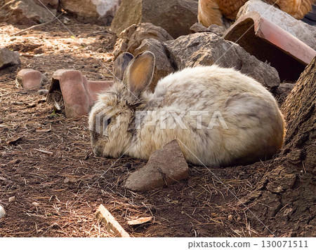 A grey rabbit lying quietly among rocks on forest ground. Calmness, rustic stillness and simple connection to nature and wildlife. A grey rabbit lying quietly among rocks on forest ground. Calmness, rustic stillness and simple connection to nature and wildlife. 130071511