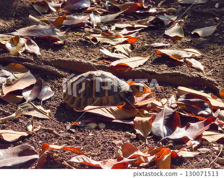 A turtle moving slowly across the ground covered with fallen leaves. Natural camouflage, survival and ecological presence in woodland habitat A turtle moving slowly across the ground covered with fallen leaves. Natural camouflage, survival and ecological presence in woodland habitat 130071513