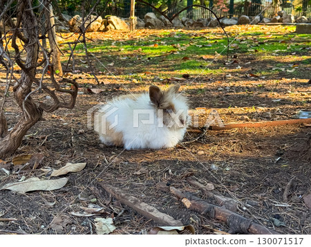A fluffy rabbit resting on the forest ground in natural light. Peaceful solitude, softness and connection to nature in woodland wildlife. A fluffy rabbit resting on the forest ground in natural light. Peaceful solitude, softness and connection to nature in woodland wildlife. 130071517