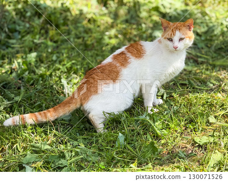 White and ginger cat sitting on fresh grass outdoors. Animal instinct, natural beauty and domestic independence in everyday urban nature. White and ginger cat sitting on fresh grass outdoors. Animal instinct, natural beauty and domestic independence in everyday urban nature. 130071526