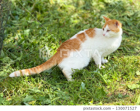 White and ginger cat sitting on fresh grass outdoors. Animal instinct, natural beauty and domestic independence in everyday urban nature. White and ginger cat sitting on fresh grass outdoors. Animal instinct, natural beauty and domestic independence in everyday urban nature. 130071527