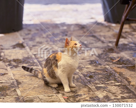 Tricolor cat sitting on stone pavement. Feline expression, peaceful moment and urban adaptation in outdoor life. Tricolor cat sitting on stone pavement. Feline expression, peaceful moment and urban adaptation in outdoor life. 130071532