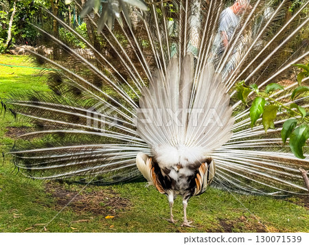 Back view of a peacock displaying feathers in full spread. Rear perspective, tail details, and plumage symmetry creating a unique wildlife observation. Back view of a peacock displaying feathers in full spread. Rear perspective, tail details, and plumage symmetry creating a unique wildlife observation. 130071539