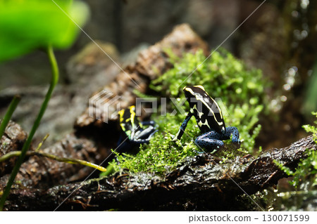 Pair of Dyeing Poison Frog among grass . Blue dart frog, Dendrobates tinctorius in terrarium. Poisonous tropical frog. 130071599